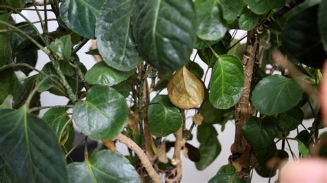 Pianta grassa con sintomi di marciume radicale
