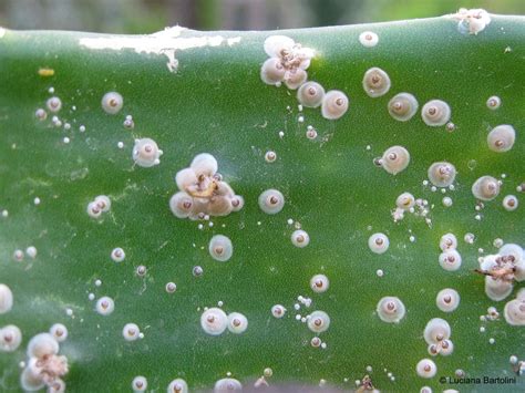 Cocciniglia su pianta grassa
