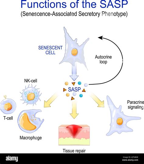 Schema che illustra il processo di senescenza cellulare e l'azione dei principi attivi Avène