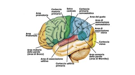 Schema del cervello con evidenziate le aree coinvolte nei disturbi del movimento