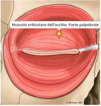 Schema anatomico dell'occhio che evidenzia il muscolo orbicolare oculare