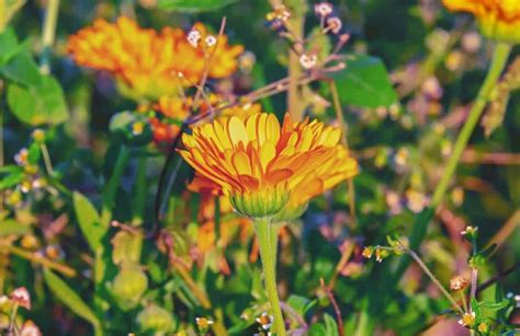Fiori di calendula in un campo biologico