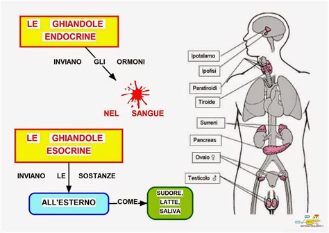 Schema del corpo umano con evidenziate le ghiandole sudoripare