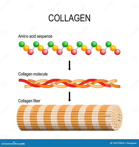 Struttura molecolare del collagene