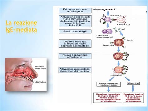 Schema che illustra il processo di sensibilizzazione allergica ai farmaci