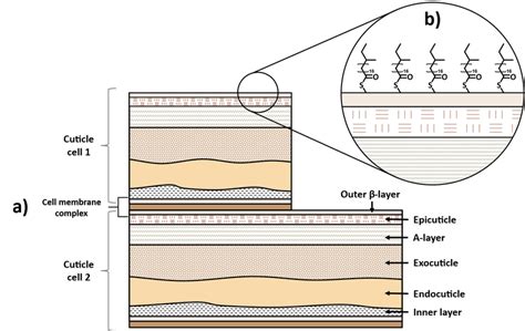 Schematic representation of hair cuticle