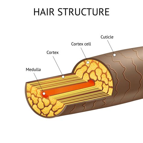 Diagram showing the structure of a hair strand with cuticle, cortex, and medulla