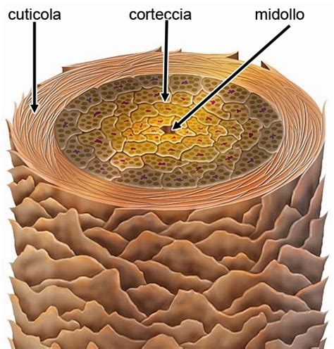 Struttura del capello con cuticola e corteccia danneggiate