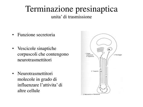 Micrografia elettronica di una terminazione nervosa presinaptica