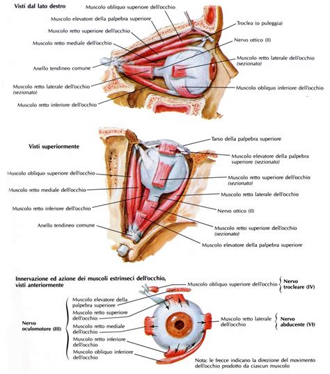 Schema anatomico dell'occhio che mostra il muscolo elevatore della palpebra