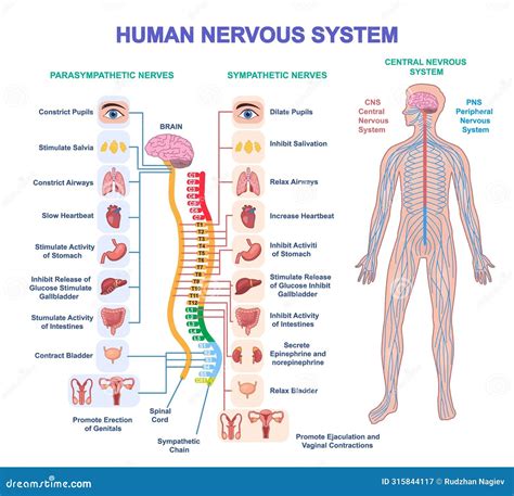 Diagramma del sistema nervoso umano con evidenziati nervi e midollo spinale