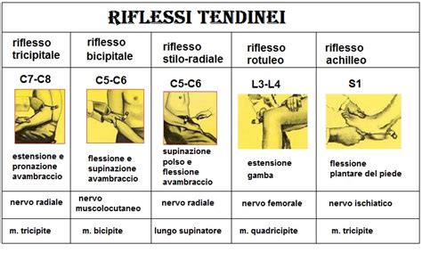Schema che illustra i principali riflessi osteotendinei e i loro livelli spinali di innervazione