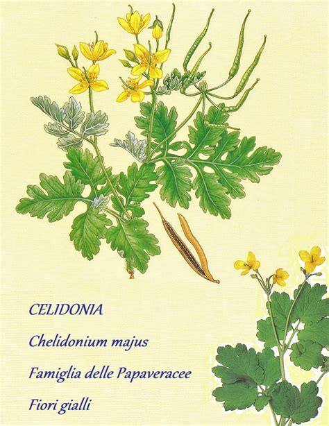 Illustrazione botanica della pianta di Celidonia con fiori gialli