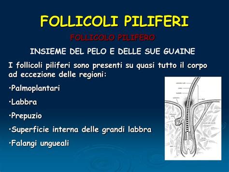 Illustrazione scientifica dell'acne, mostrando i follicoli piliferi, il sebo e l'infiammazione.