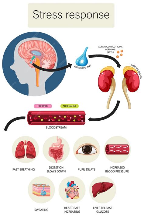 Diagramma anatomico della regione perioculare