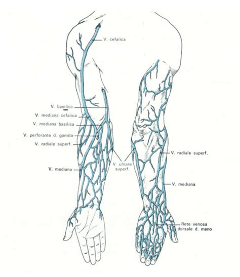 Schema anatomico delle vene superficiali dell'arto superiore