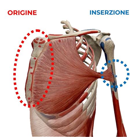 Schema anatomico che mostra i siti di inserzione intraossea più comuni negli adulti e nei bambini