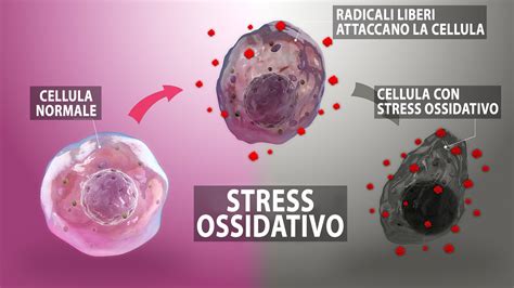 Diagramma che illustra lo stress ossidativo e il ruolo degli enzimi antiossidanti