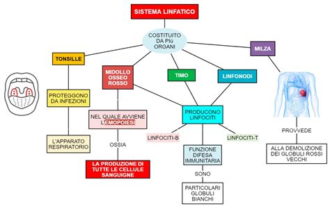Schema del sistema linfatico e venoso