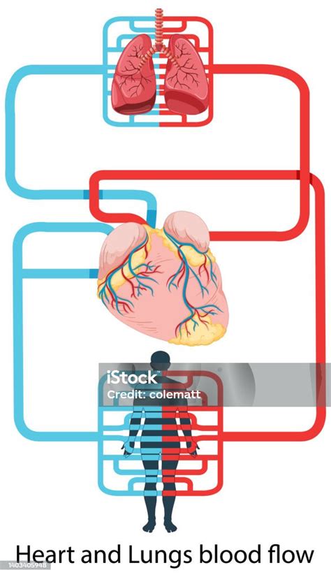 Diagramma del flusso sanguigno cerebrale e dei seni venosi
