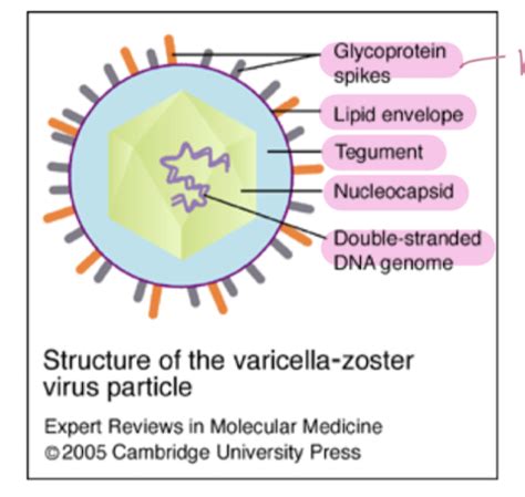 Diagramma del virus della varicella-zoster