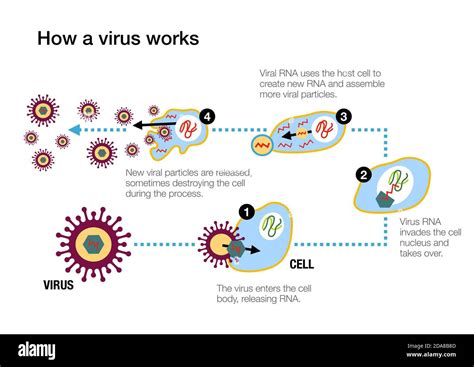 Illustrazione del sistema immunitario che combatte un virus