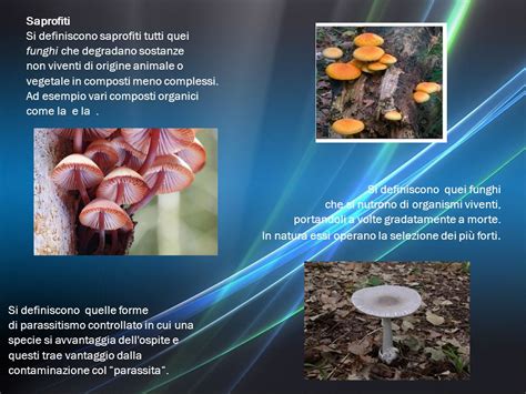 Diagramma che illustra la differenza tra funghi saprofiti e parassiti