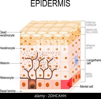 Illustrazione della struttura della pelle con evidenziazione dei melanociti