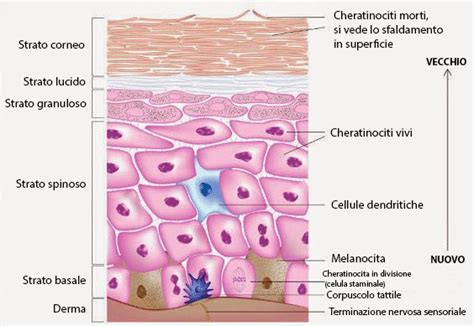Microscopio che mostra la separazione dei cheratinociti