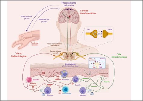 Diagramma che mostra il ciclo del prurito e come la crema lo interrompe