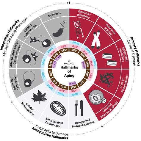 Un diagramma che illustra i 