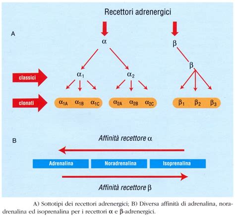 Schema del recettore H1 dell'istamina
