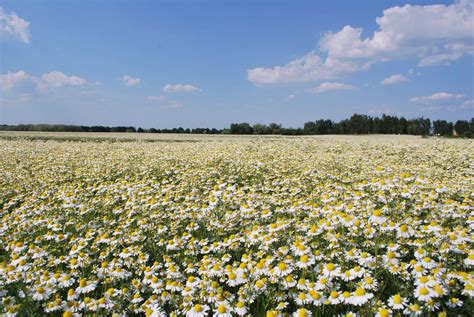 Piantagione di camomilla biologica a La Gacilly