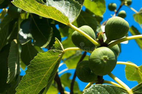 Albero di fico con frutti maturi