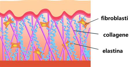 Schema molecolare di collagene ed elastina
