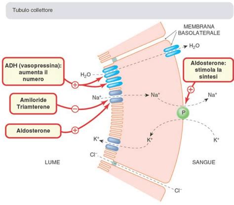schema di azione del brevetto Toléridine