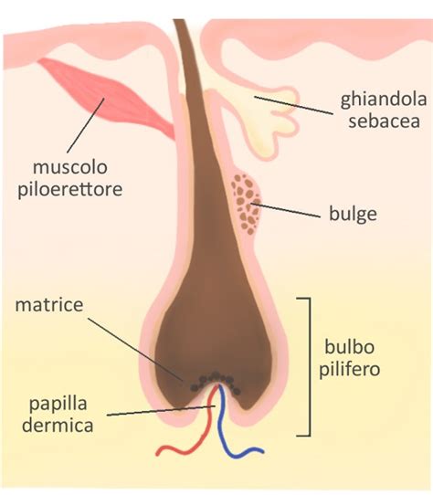 Schema di un capello che mostra il follicolo e le sue parti.