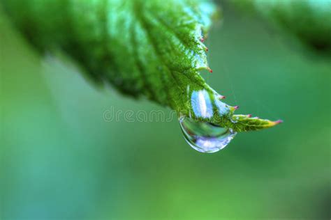 Primo piano di una goccia d'acqua di rose su una foglia verde