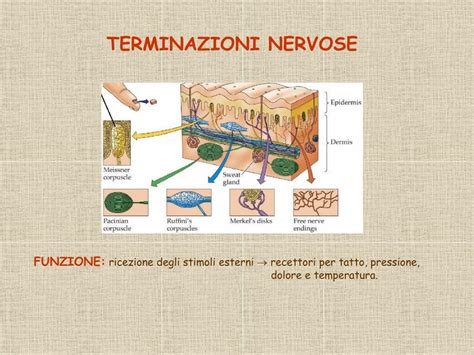 Terminazioni nervose