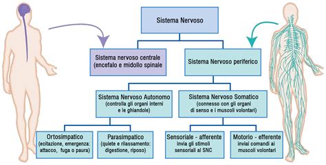 Schema del sistema nervoso periferico