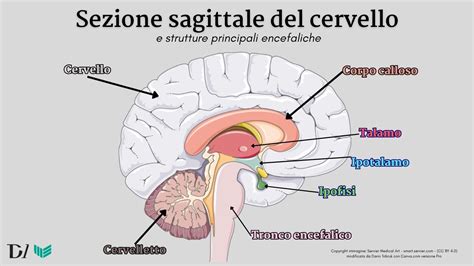 Sezione coronale del cervello umano che evidenzia il lobo frontale