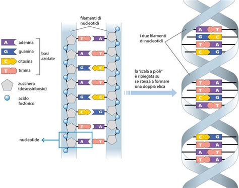 schema che illustra l'azione del DNA Sodico e degli Aminoacidi sulla struttura della pelle