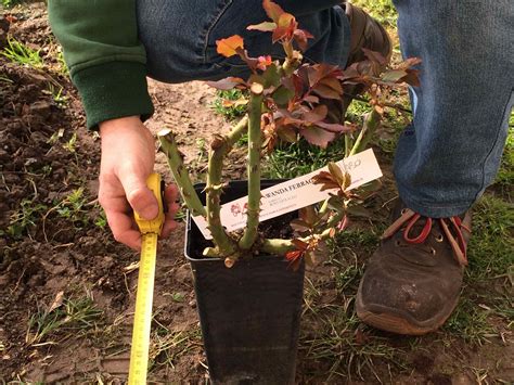Schema di preparazione della buca per la piantumazione di una rosa