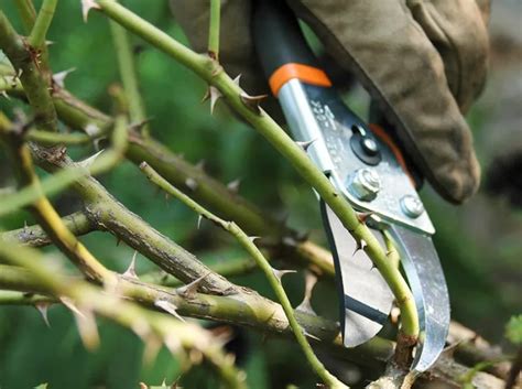 Tecnica corretta di taglio per la potatura delle rose