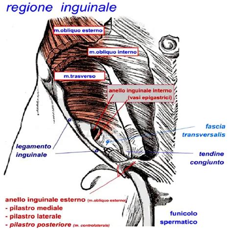 Anatomia della regione pubica e inguinale