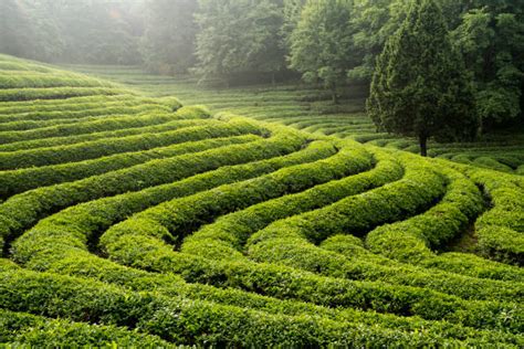 Immagine di un campo di tè verde rigoglioso.