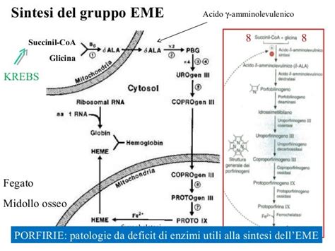 Schema della via biosintetica dell'eme con i siti dei difetti enzimatici nelle diverse porfirie