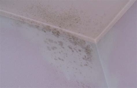 Muffa su un muro con gocce di condensa