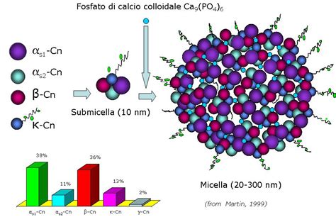 Composizione chimica delle micelle