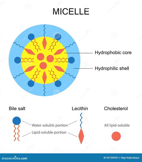 Schema di funzionamento delle micelle